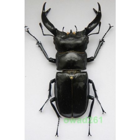 Hexarthrius buqueti Hope, 1843 Indonesia, Java Is 73mm